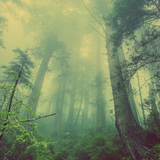 Deep Forest Atom Theme أيقونة