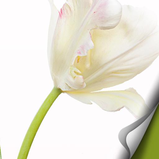 [Full HD] flower Atom (free)