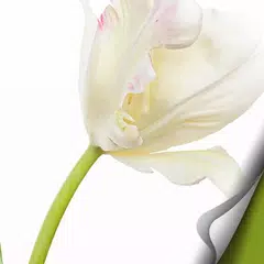 [Full HD] flower Atom (free) APK download