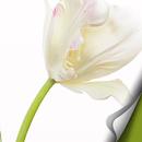[Full HD] flower Atom (free) APK