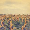 Sunflower Atom Theme aplikacja