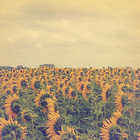 Sunflower Atom Theme ícone