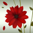 A Flower Atom theme APK