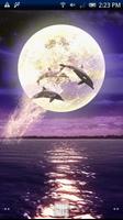Dolphin-RYUKYU HEALING Free 海报