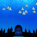 Manta World Trial APK