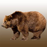 ikon Bear sounds