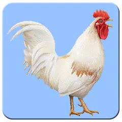 Flying chicken APK download