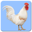 Flying chicken