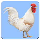 Flying chicken APK