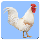 Flying chicken icon