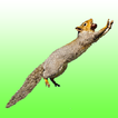 Flying squirrel