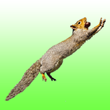 Flying squirrel icono