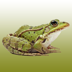 Frog sounds icon