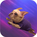 Perrito volando Live Wallpaper APK