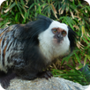Endemics APK