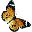Vlinders