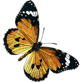 Papillons APK