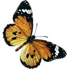Papillons icône