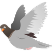 Breeds of pigeons APK