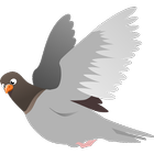 Breeds of pigeons icon