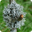 Lichens