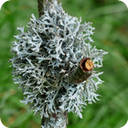 Les lichens icône