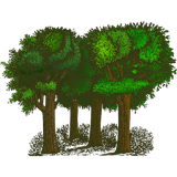 Forests icon