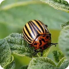 Insect pests APK download