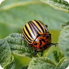 Las plagas de insectos icono