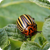 Les insectes ravageurs icône