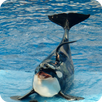 Oceanarium APK