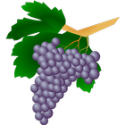 Grape varieties icon