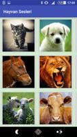 Hayvan Sesleri poster