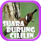 Kumpulan Suara Burung Cililin أيقونة