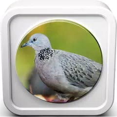 Скачать Spotted Dove Sound Collections APK