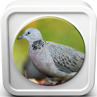 Spotted Dove Sound Collections icône