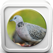 ”Spotted Dove Sound Collections