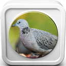 APK Spotted Dove Sound Collections