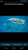 Whale Shark Wallpapers screenshot 2