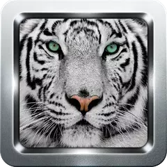 White Tiger Wallpapers