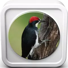 Descargar APK de sonidos de pájaros carpinteros