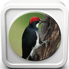 Woodpecker Sound Collection icône