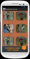 Woodpecker Sound Collection Affiche