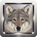APK Wolf Growl Sound Collection