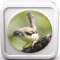 Kicau Burung Ciblek APK download