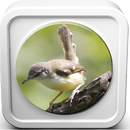 Kicau Burung Ciblek APK