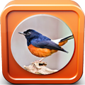 Kicau Burung Murai Batu Juara