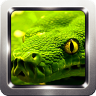 Snake Picture Wallpapers 圖標