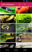 Snake Picture Wallpapers 海報