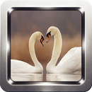 Beautiful Swan Wallpapers APK